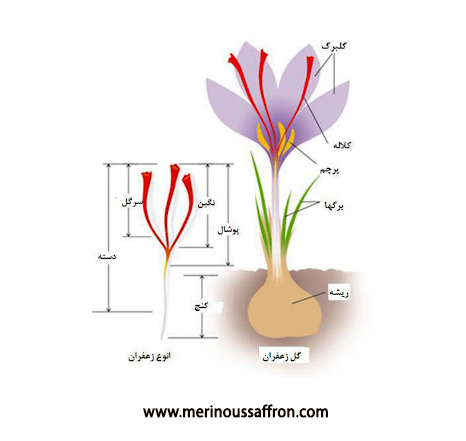 اجزاء زعفران